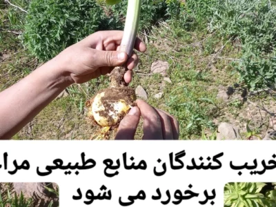 با تخریب کنندگان منابع طبیعی مراغه برخورد می شود