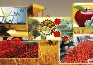 استاندار آذربایجان شرقی : سیب مراغه یک برند ملی است