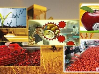 استاندار آذربایجان شرقی : سیب مراغه یک برند ملی است