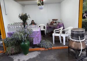 برگزاری جشنواره بادرشبی در شهرستان مراغه