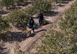 صدور ۵۸۲ فقره سند برای اراضی کشاورزی مراغه