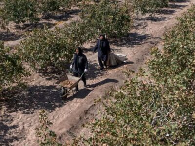 صدور ۵۸۲ فقره سند برای اراضی کشاورزی مراغه