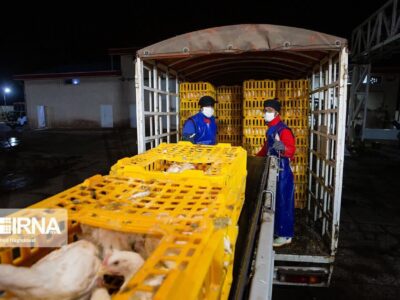 کشف ۵۳۰ قطعه مرغ زنده خارج از شبکه توزیع در مراغه