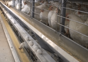 تولید ۲۰ درصد تخم‌مرغ آذربایجان‌شرقی در مراغه