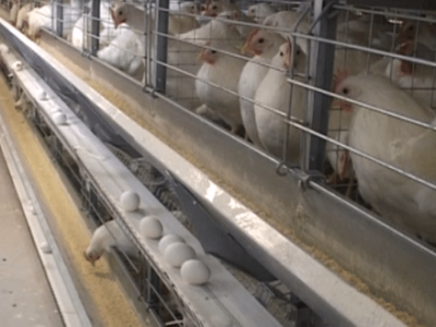 تولید ۲۰ درصد تخم‌مرغ آذربایجان‌شرقی در مراغه