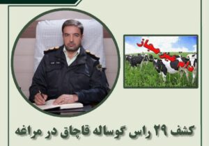 کشف ۲۹ راس گوساله قاچاق در مراغه
