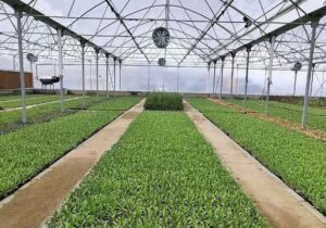 تولید یک میلیون بوته گل با صرفه‌جویی ۳ میلیارد تومانی