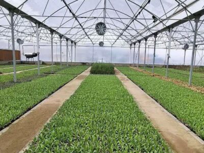 تولید یک میلیون بوته گل با صرفه‌جویی ۳ میلیارد تومانی