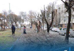 آغاز عملیات هرس درختان سطح شهر
