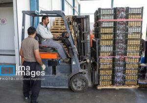 شرایط جنگی هم مانع صادرات سیب مراغه نشد