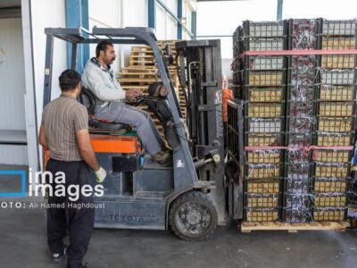 شرایط جنگی هم مانع صادرات سیب مراغه نشد