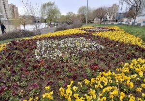 فرش گل در بوستان یادگاران؛جلوه‌ای تازه در منظر شهری مراغه