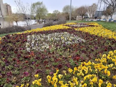 فرش گل در بوستان یادگاران؛جلوه‌ای تازه در منظر شهری مراغه